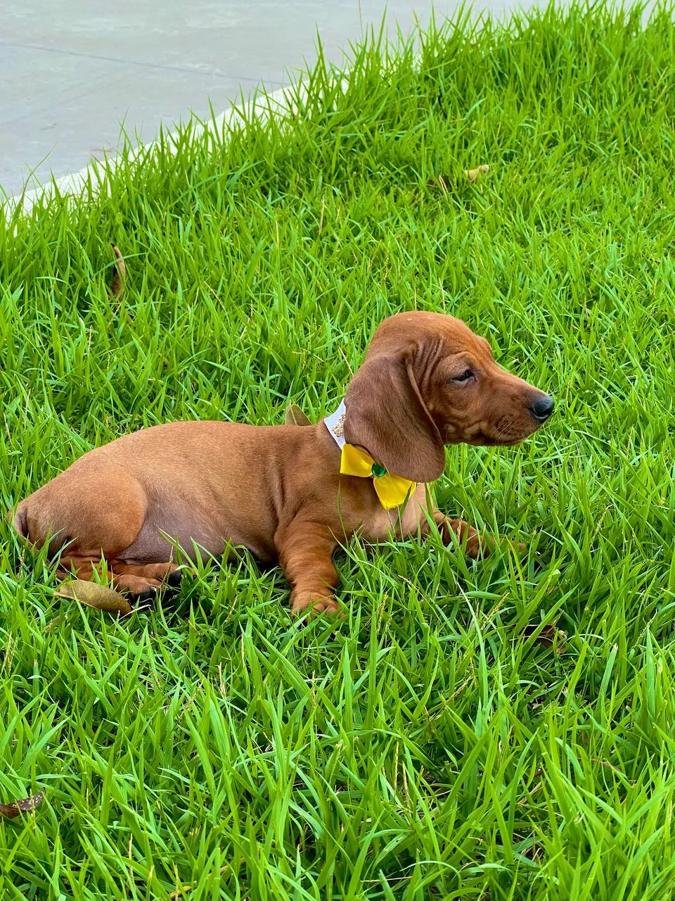 Cachorro