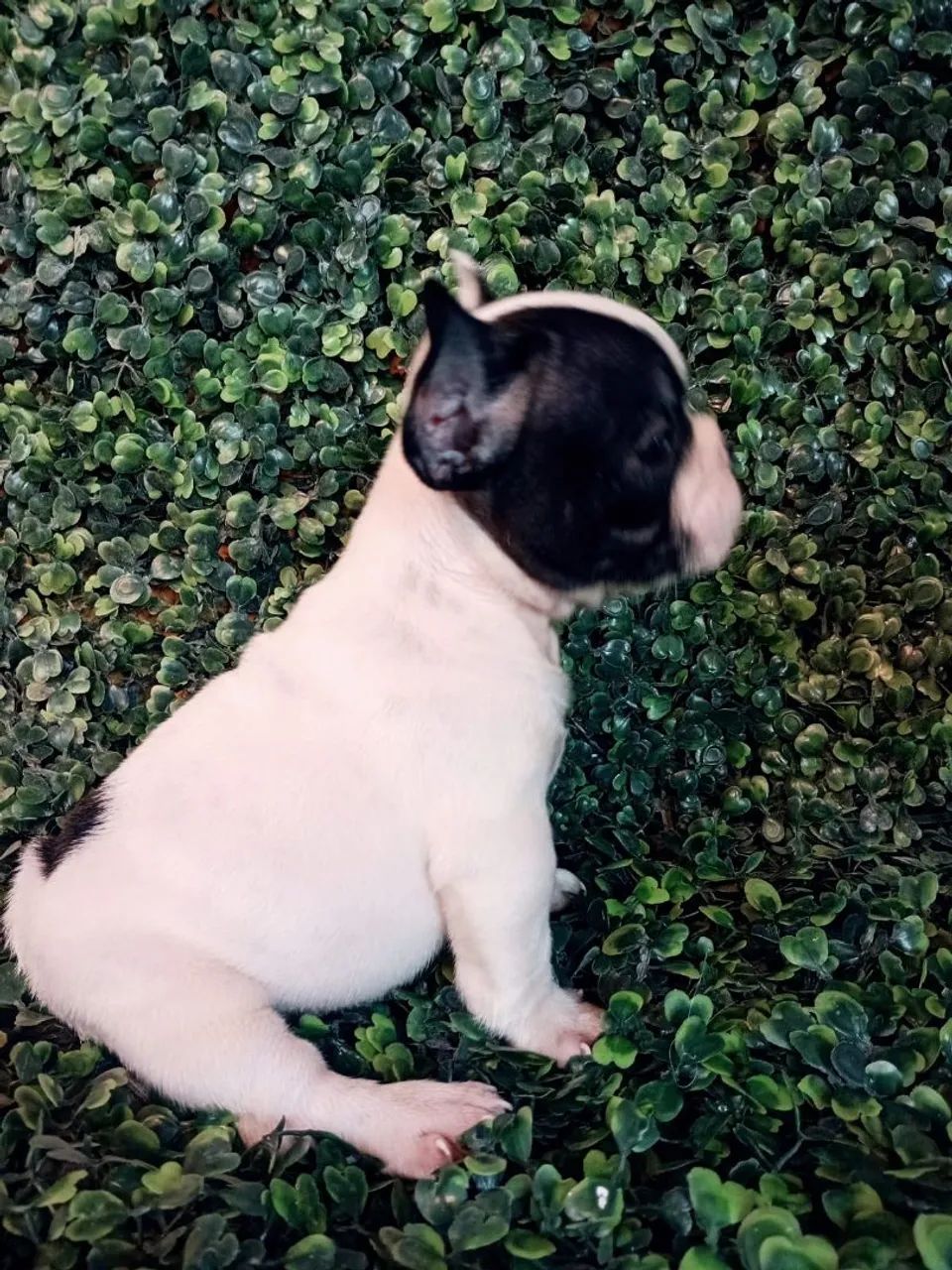 Buldogue francês micro - Foto 3