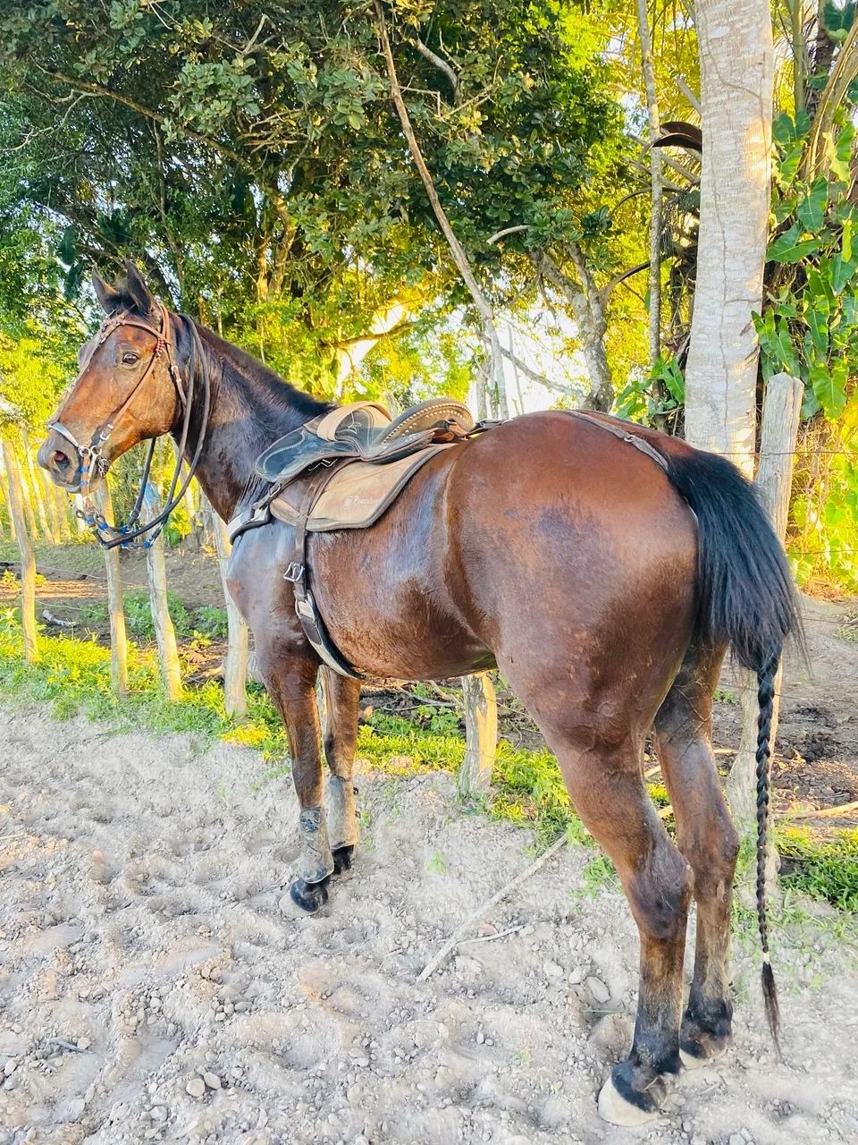 Cavalo de vaquejada  - Foto 3