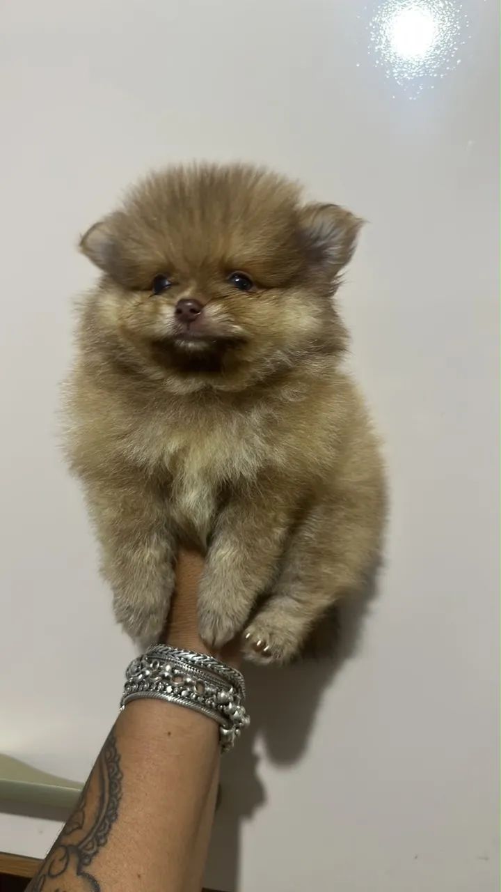 Spitz alemão  - Foto 2