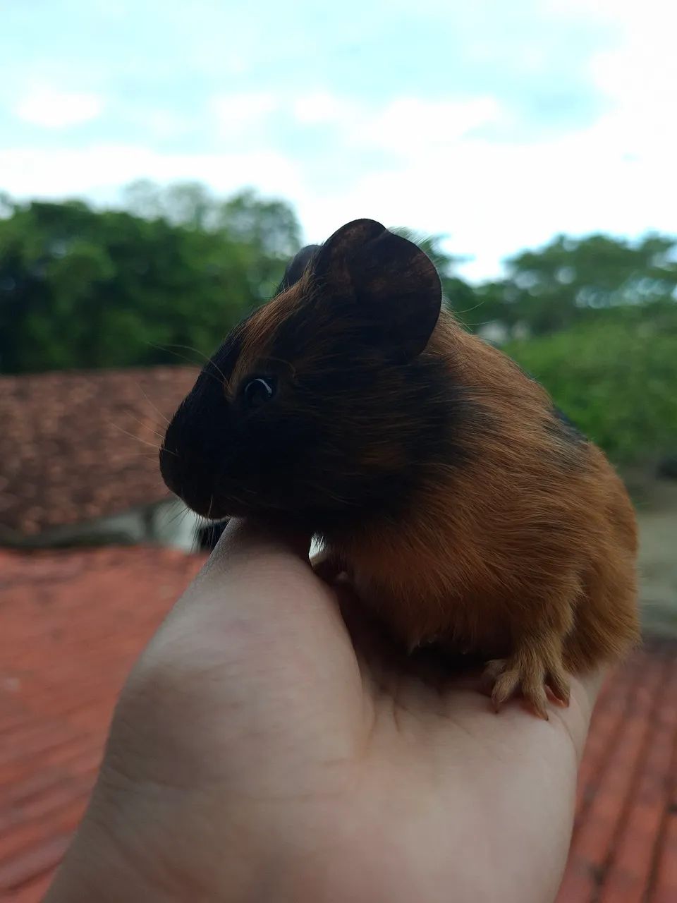 Porquinho da Índia  - Foto 2