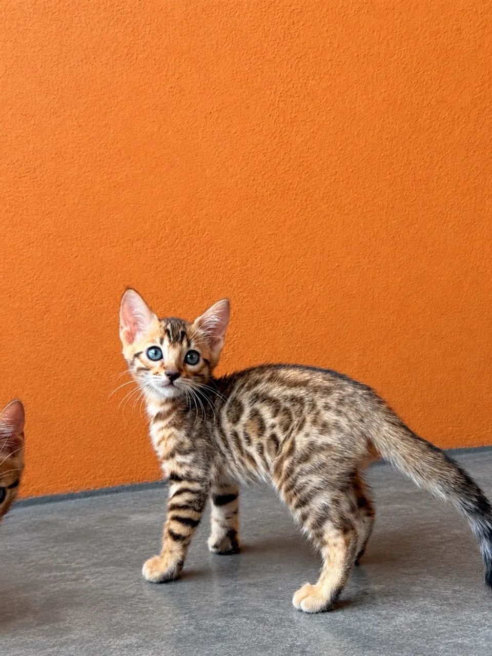 Bengal  - Foto 4