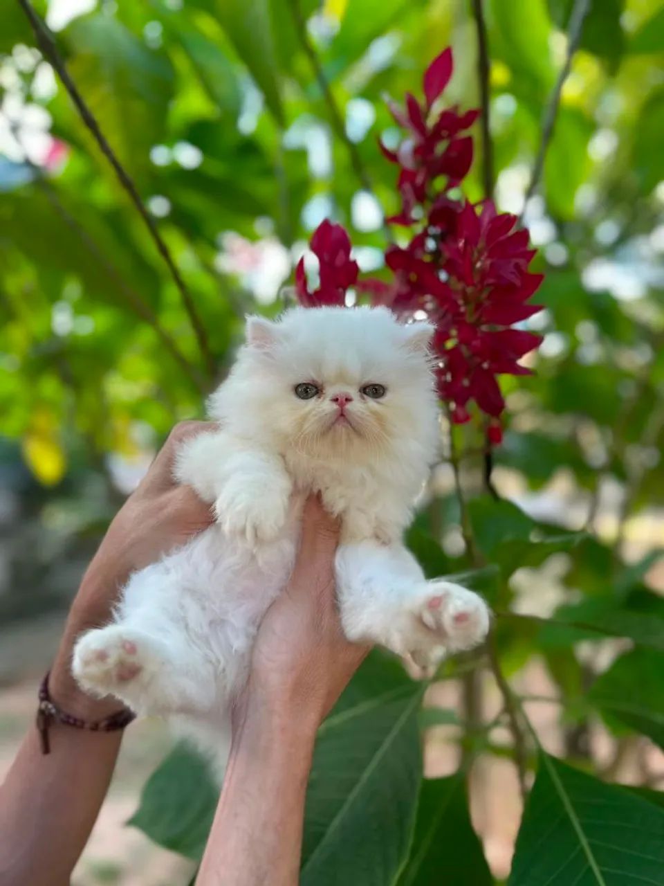 Gato persa maravilhoso - Foto 4