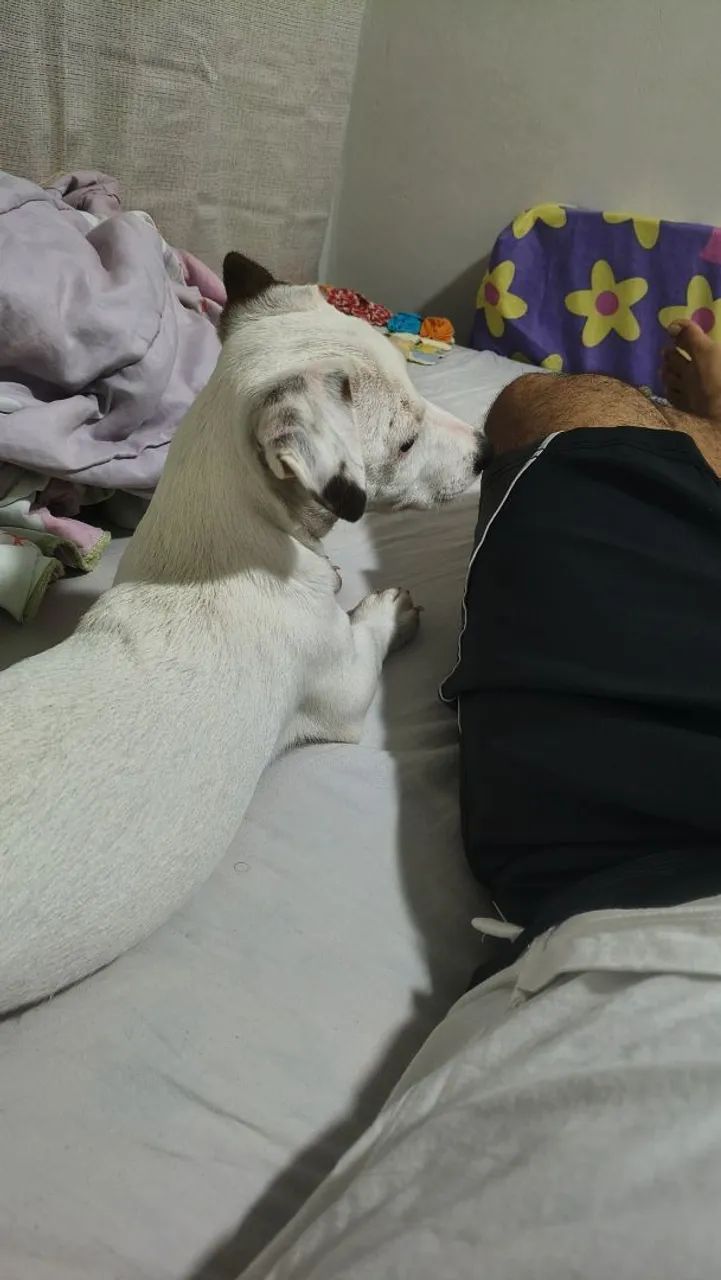 Jack Russell Terrier - Doação 