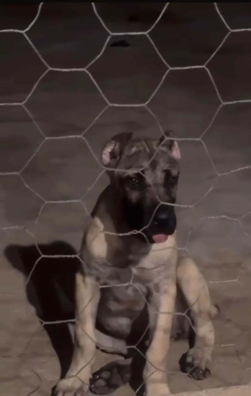 VENDE -SE FILHOTE CANE CORSO  - Foto 3