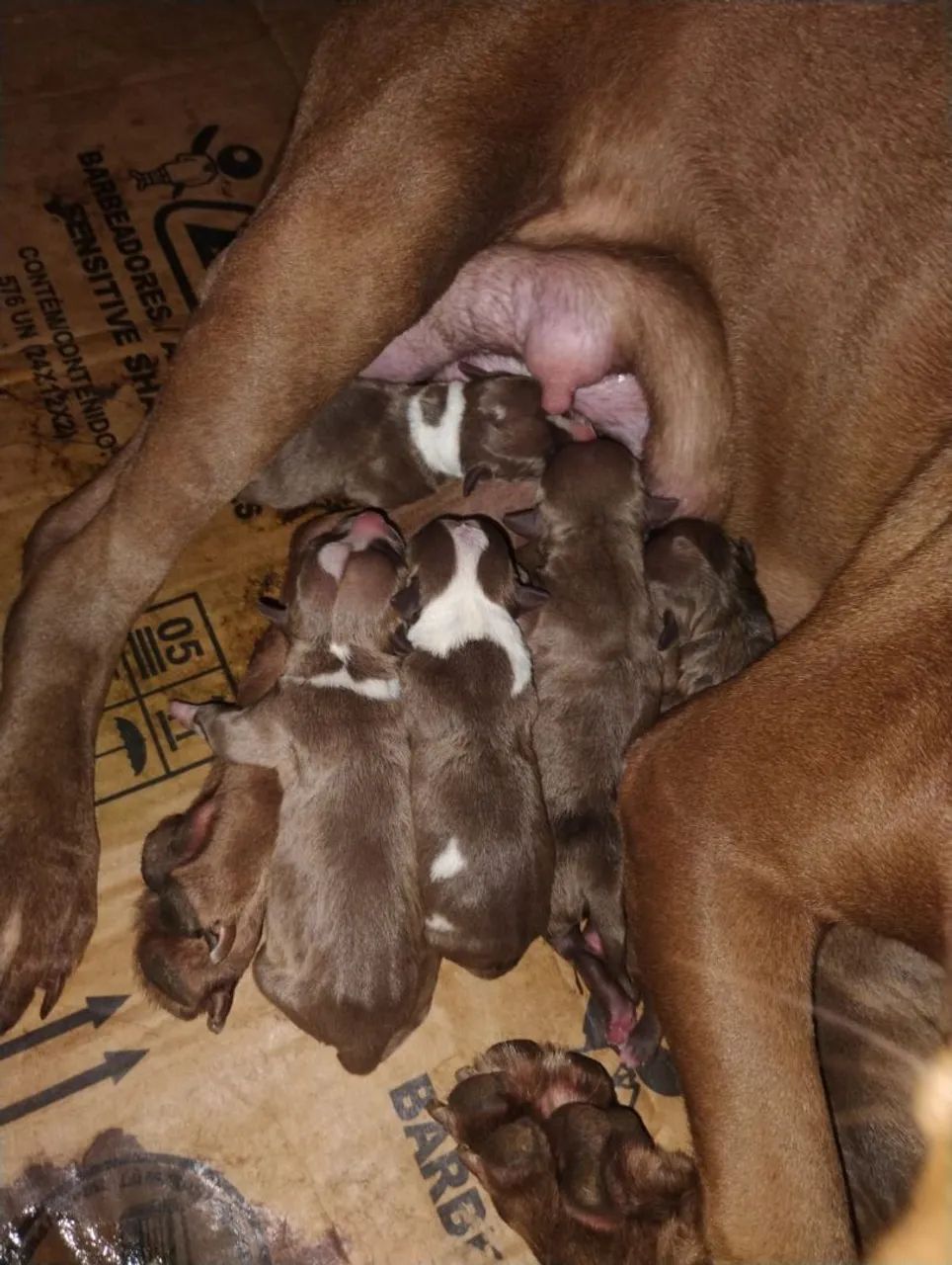 Filhotes de pit bull - Foto 3
