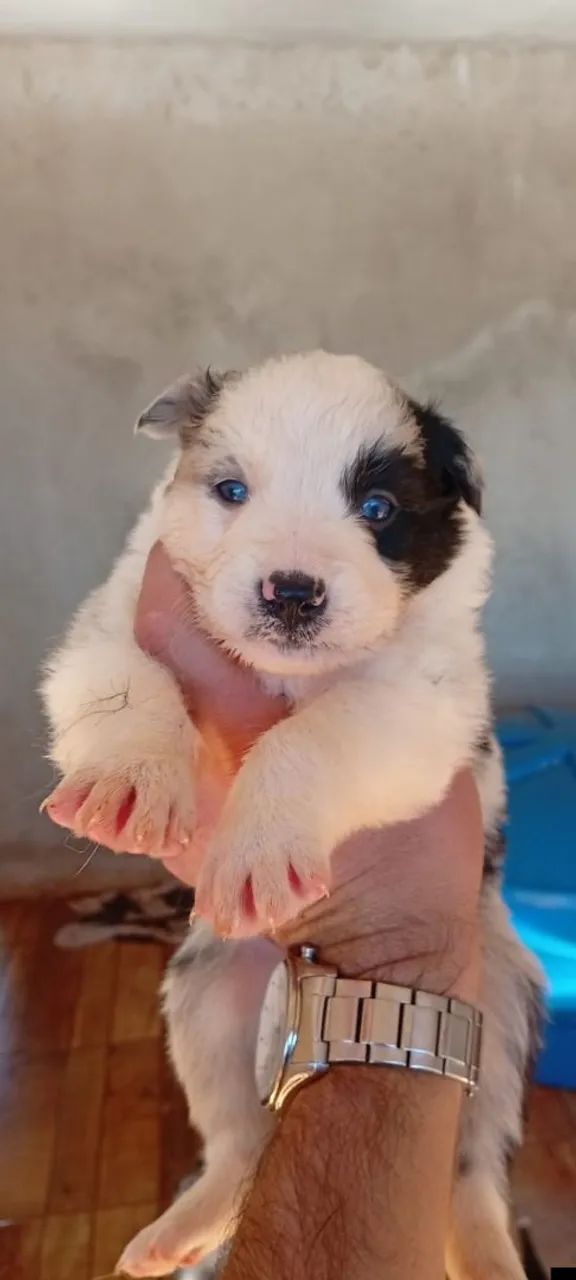 Filhotes de bodder collie - Foto 4