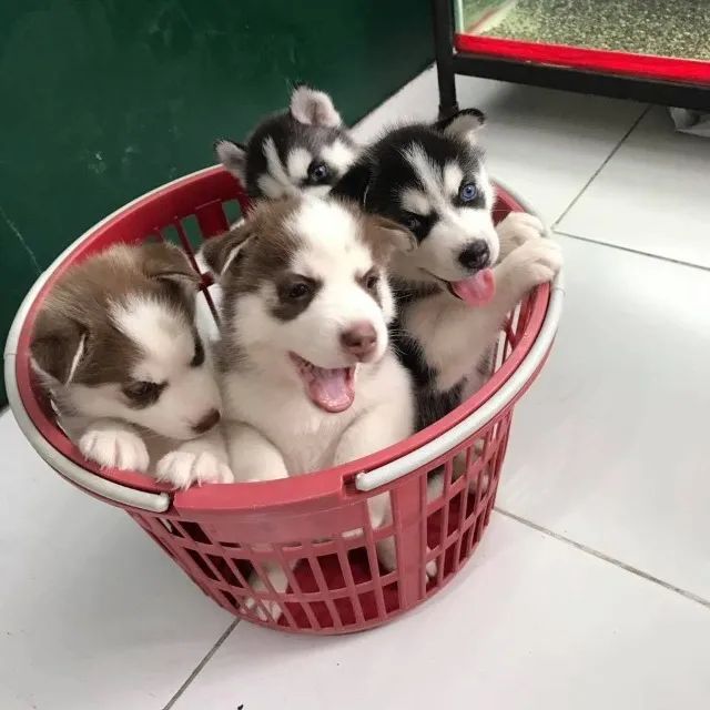 Husky siberiano com olhos azuis 