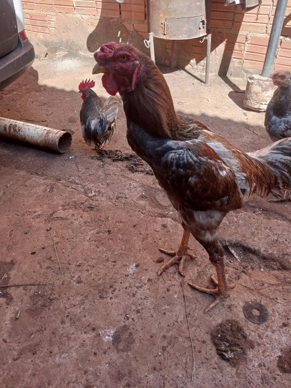 Frango caipira  - Foto 2