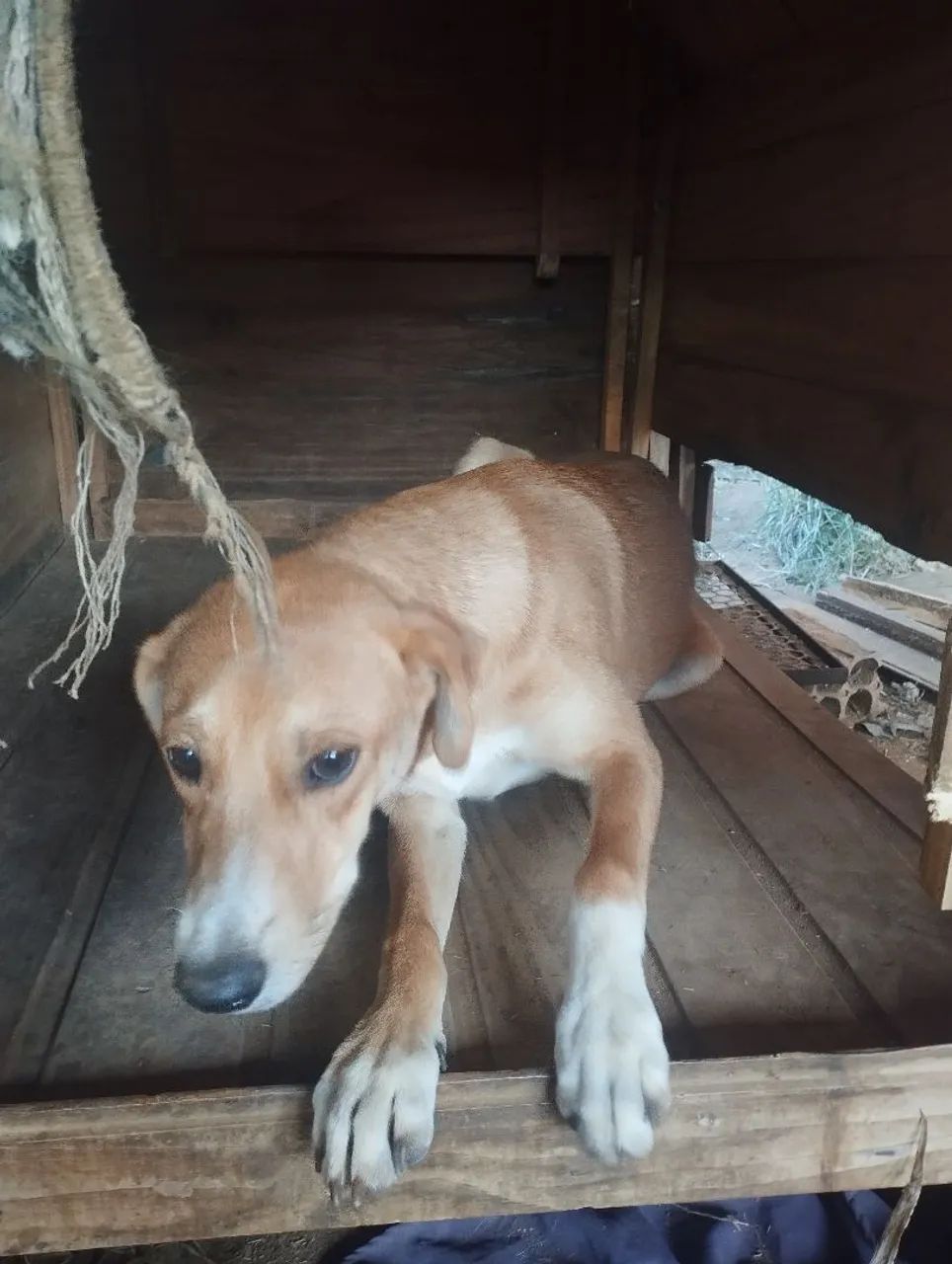 Doação de cachoro - Foto 2
