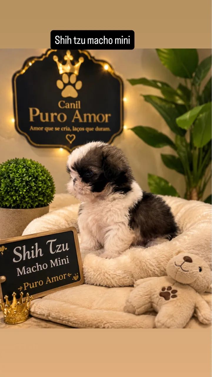 Shih tzu macho mini - Foto 4