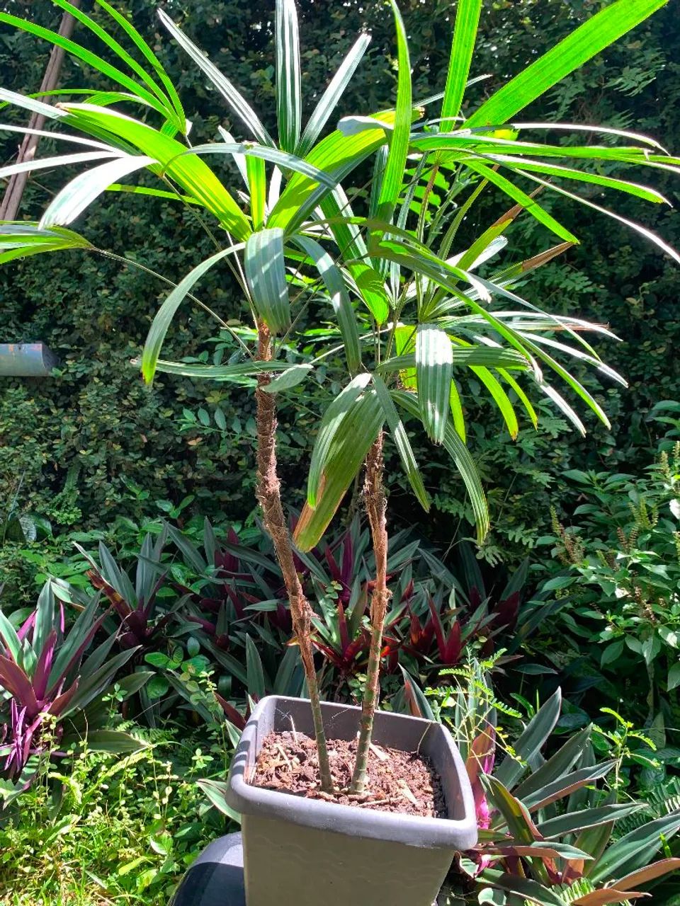 Palmeira