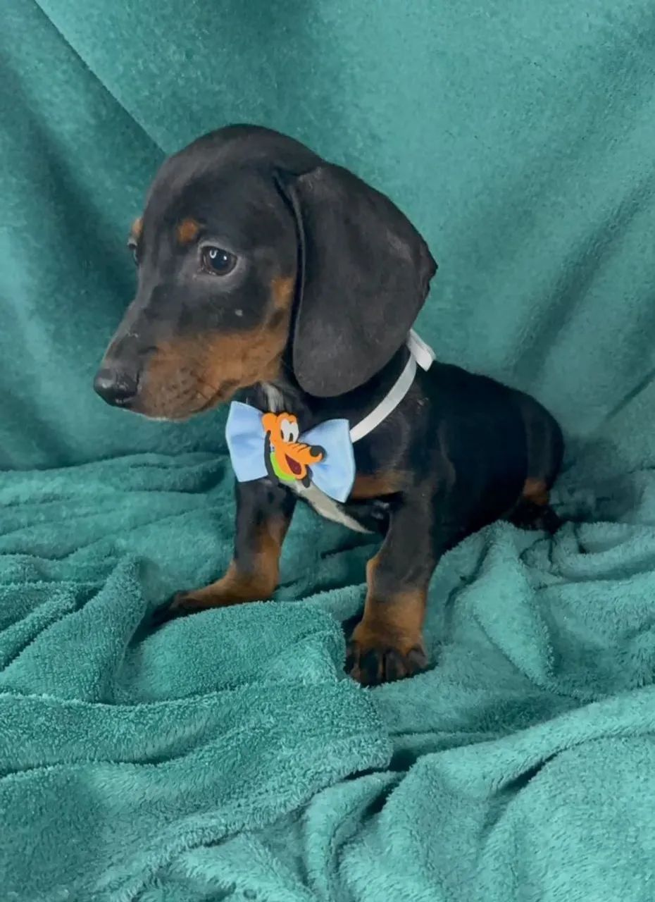 Dachshund  Macho  - Foto 3