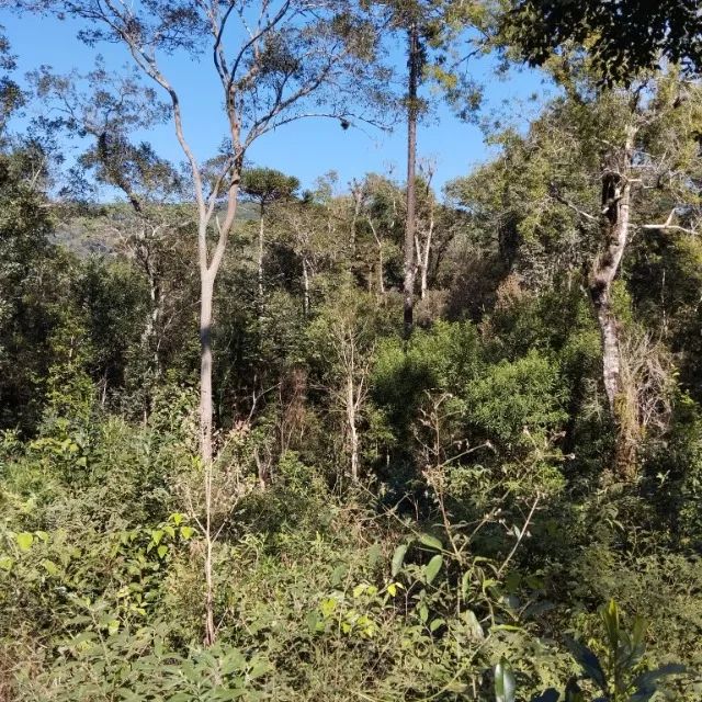 TERRENO RURAL - Foto 4