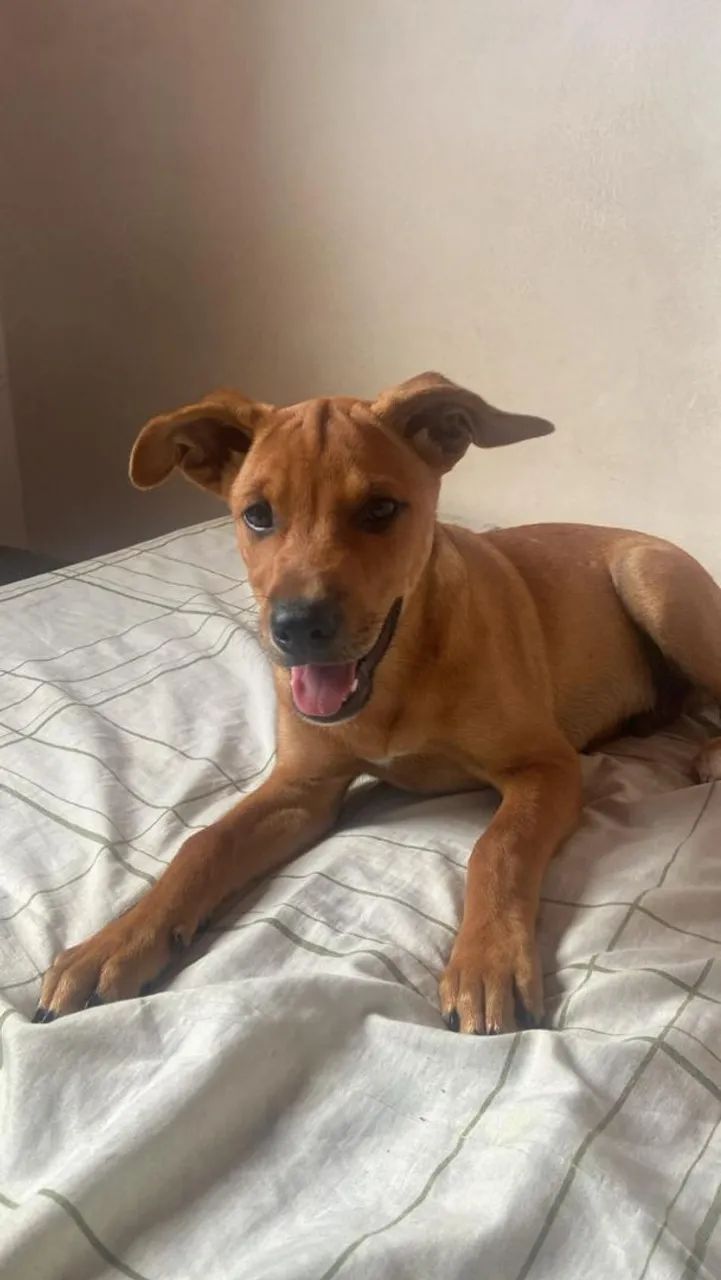 Doação de filhote  - Foto 2