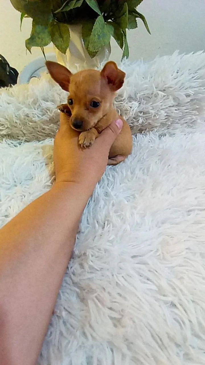 Pinscher zero machinho( 2 meses) - Foto 4