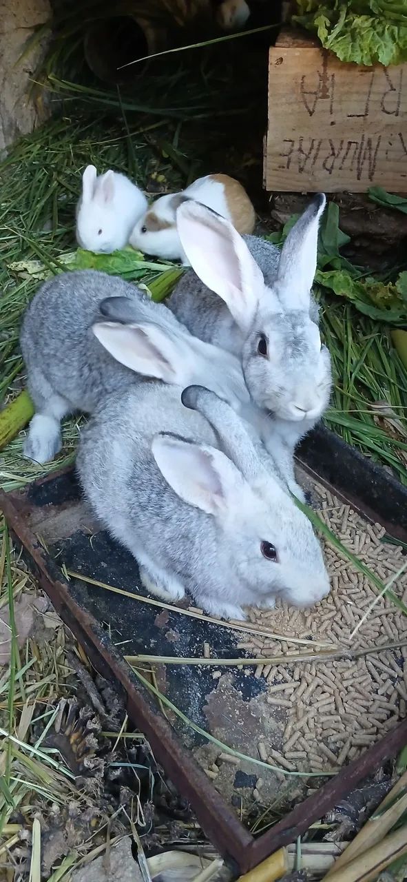 Coelhos e porquinhos  da india - Foto 5