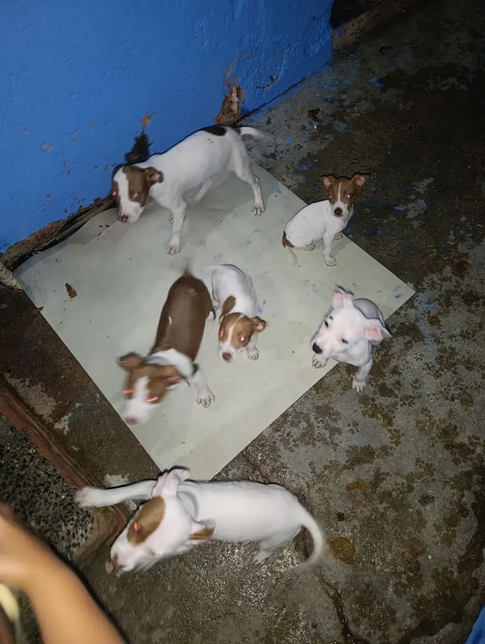 Filhotes de Pit Bull  - Foto 2