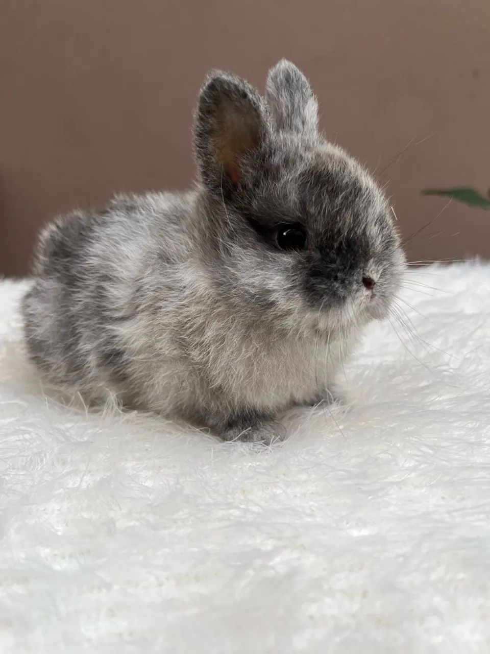 Mini coelho 