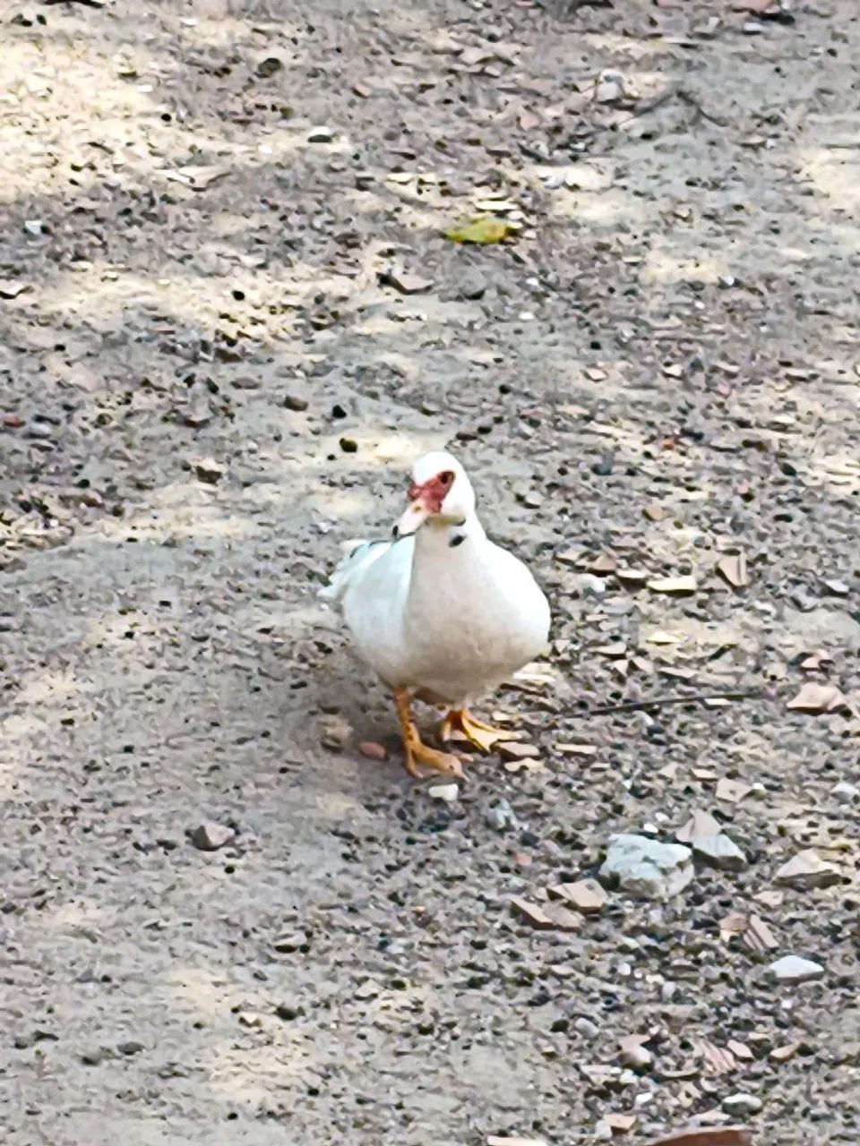 Patos e Patas... - Foto 2