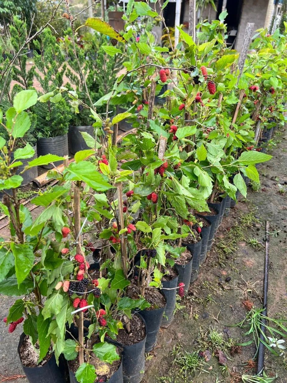 Frutas Frutiferas 