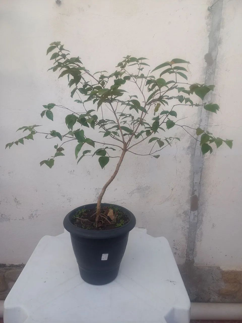 Pé de Pitanga