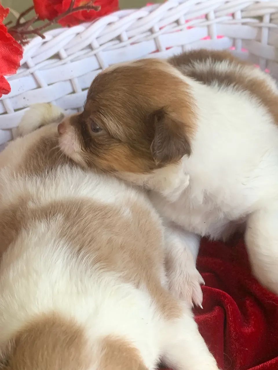Chihuahua  - Foto 4
