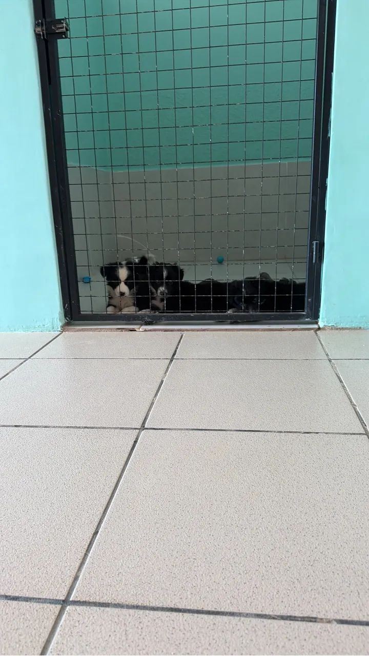 Cachorro Border Collie  - Foto 4