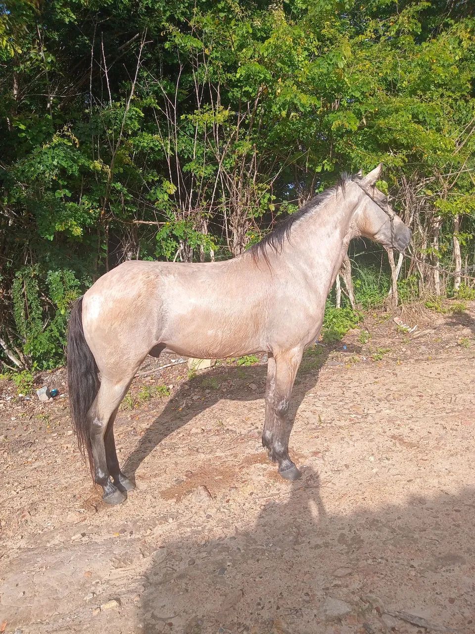 Vende-se e troca-se cavalo muito andador de baixa e alta   - Foto 2