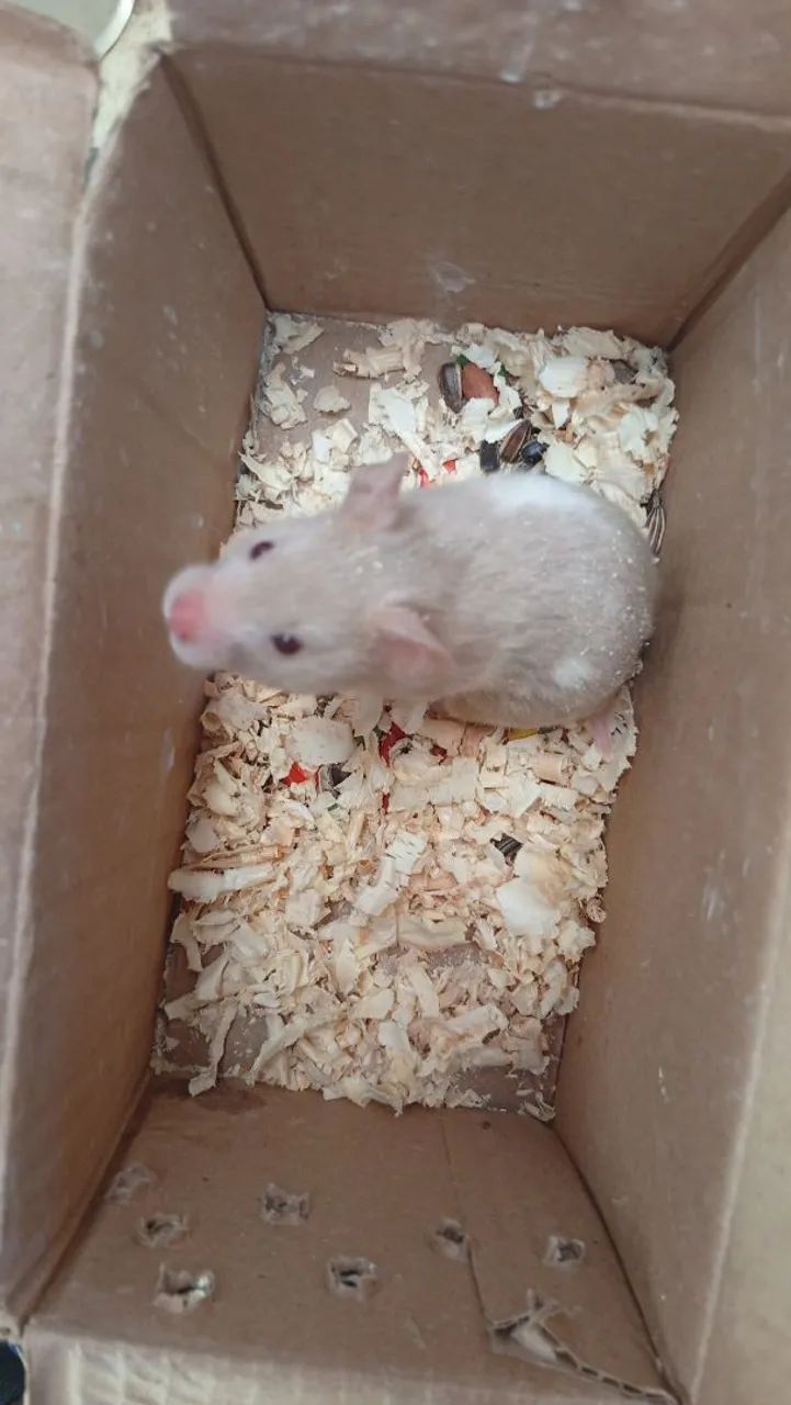 Hamster sírio  - Foto 2