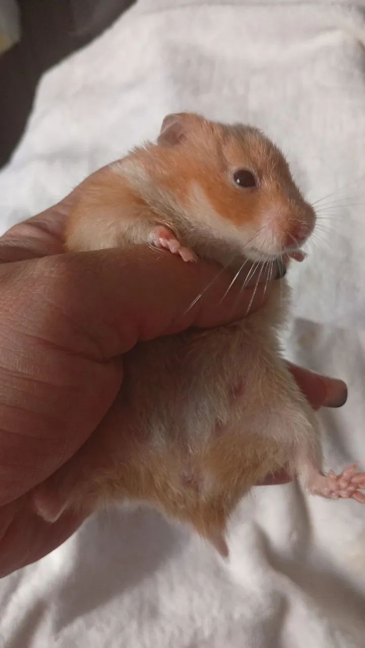 Hamster sírio  - Foto 3