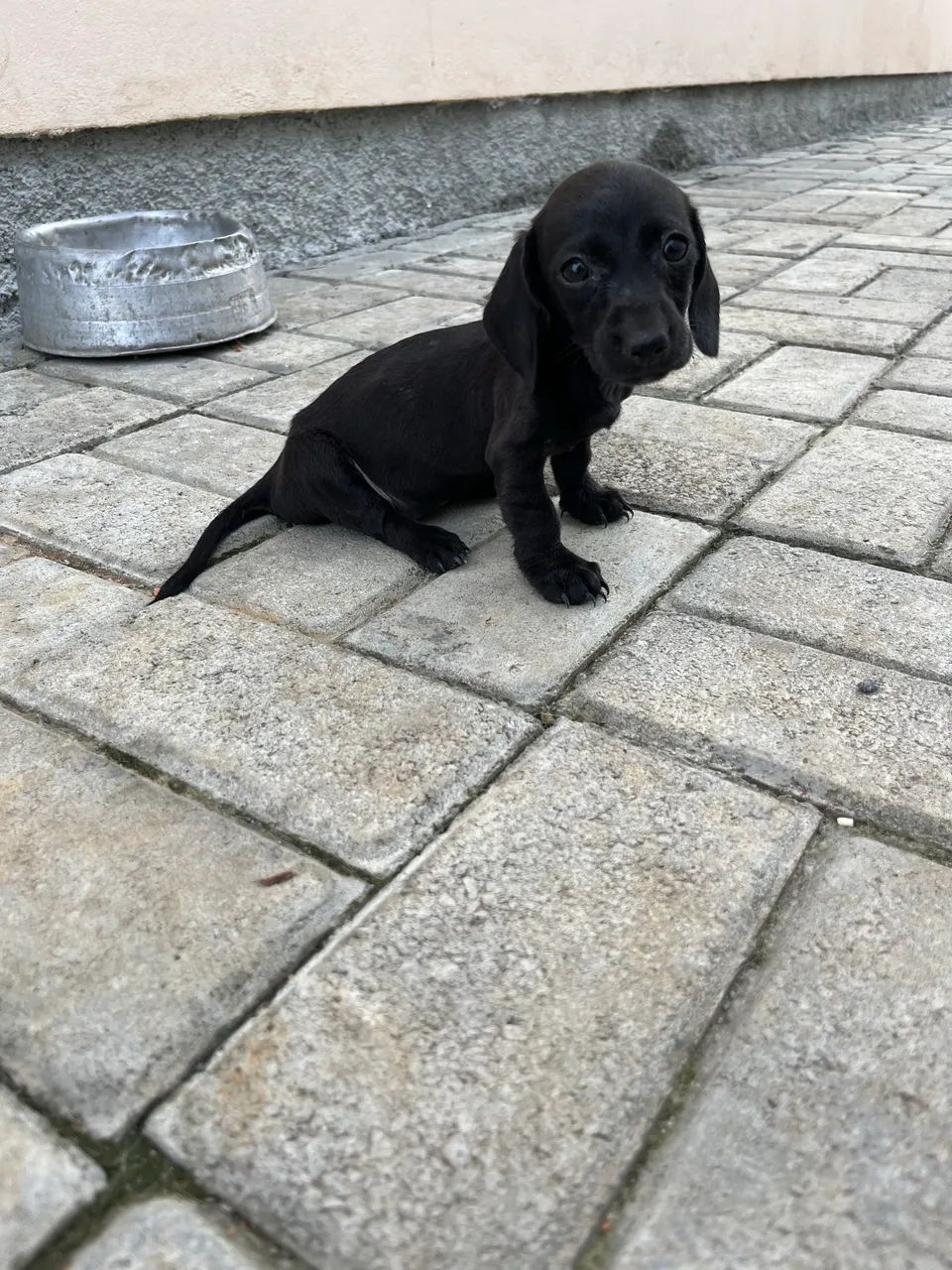 Salsicha dachshund Mini  - Foto 4