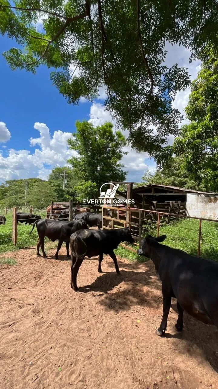 Sítio em Área Rural de Mirassol a 500 metros do Asfalto, Mirassol/SP - Foto 10