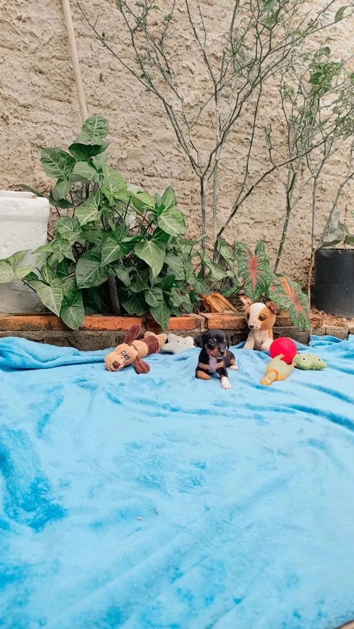 Pinscher n° 0 - Foto 4