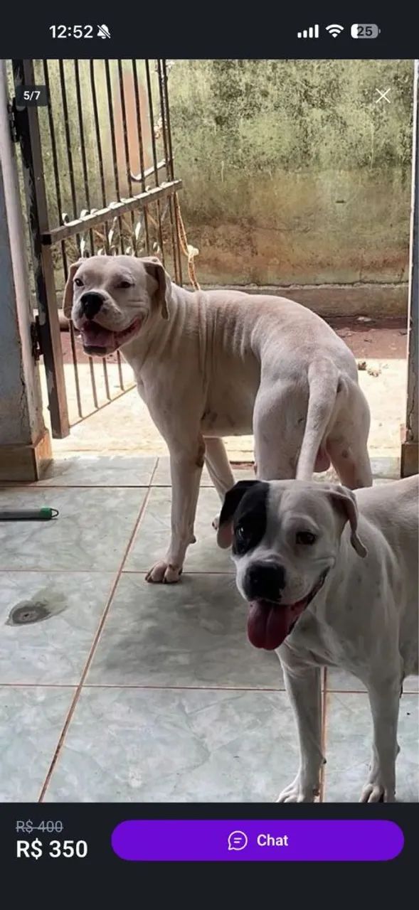 cachorro boxer - Foto 4