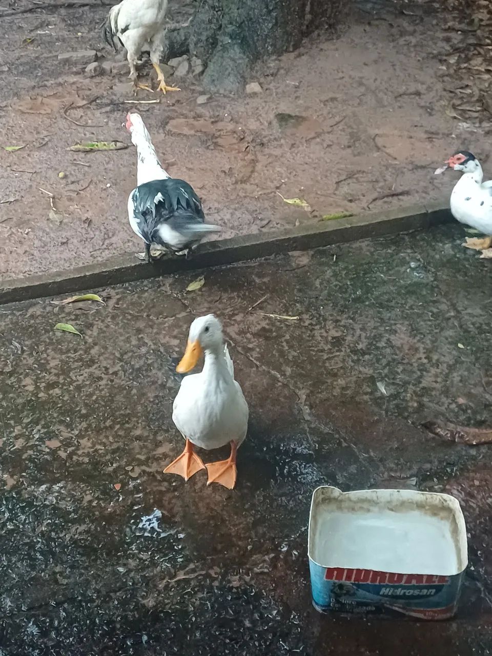 Vendo Pato  - Foto 2