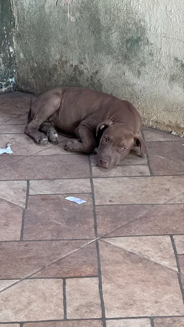 Filhote de pitbull  - Foto 3