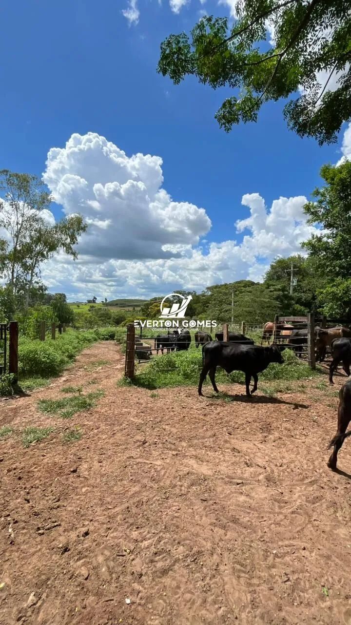 Sítio em Área Rural de Mirassol a 500 metros do Asfalto, Mirassol/SP - Foto 11