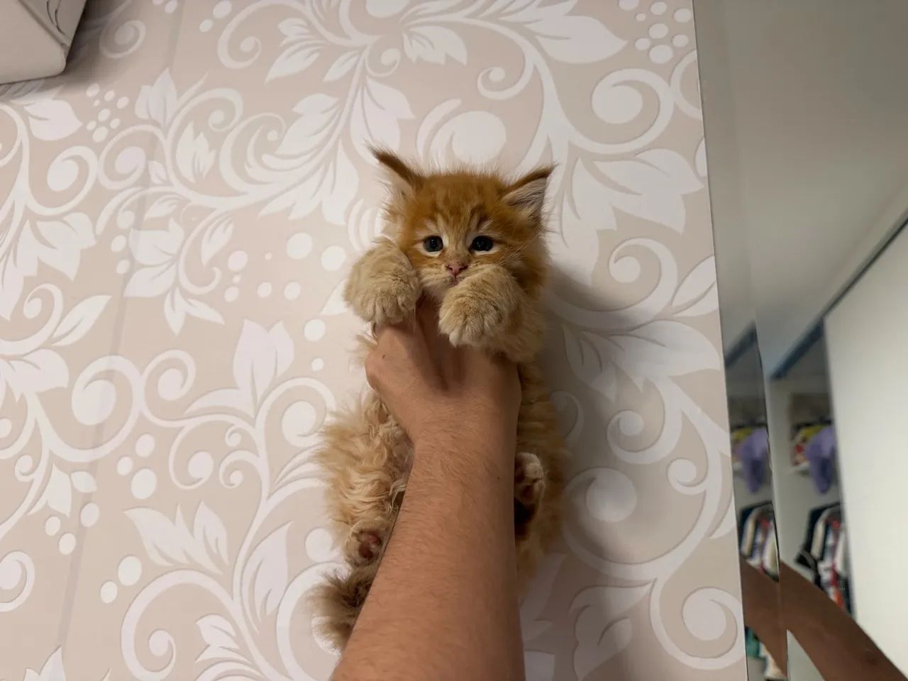 Gato Mainecoon ? - Foto 4