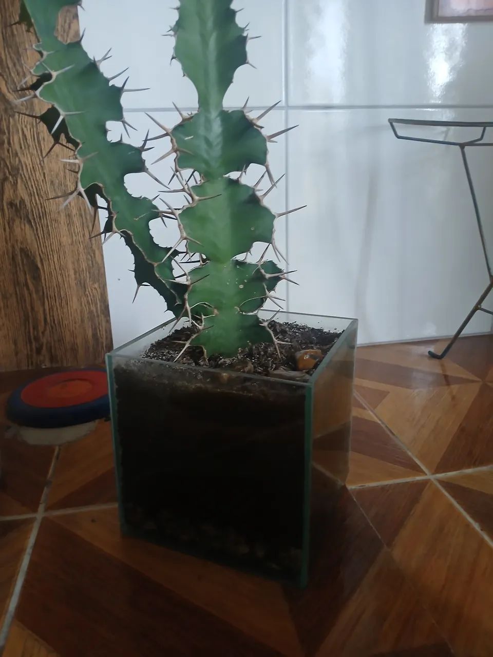 Cacto candelabro com vaso de vidro - Foto 4