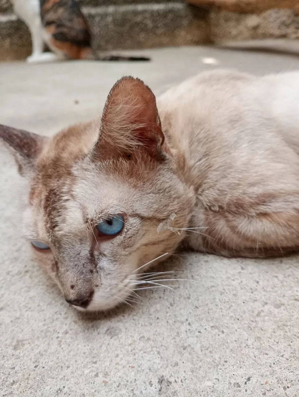 Gatinho para adoção  - Foto 3