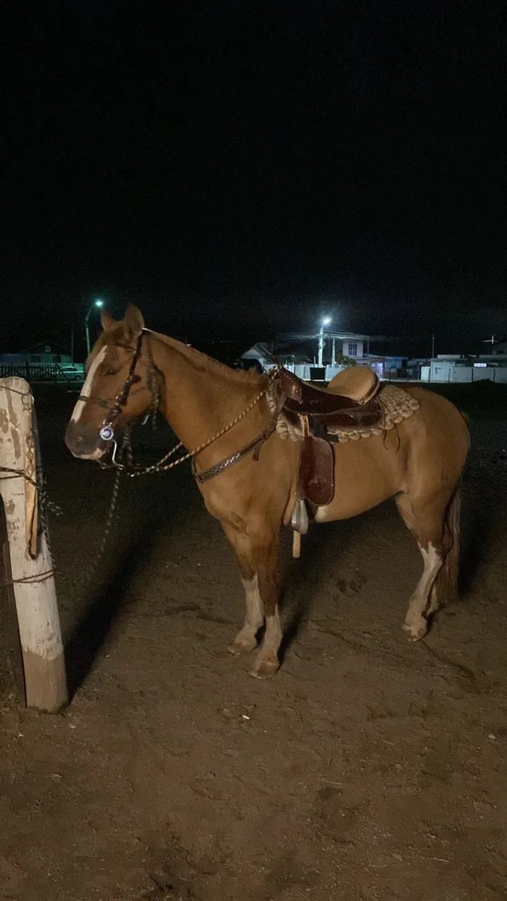 Cavalo Criolo - Foto 3