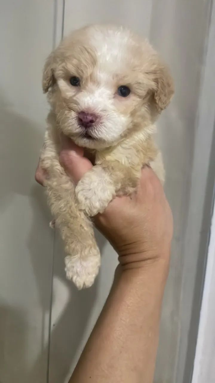 Poodle toy 