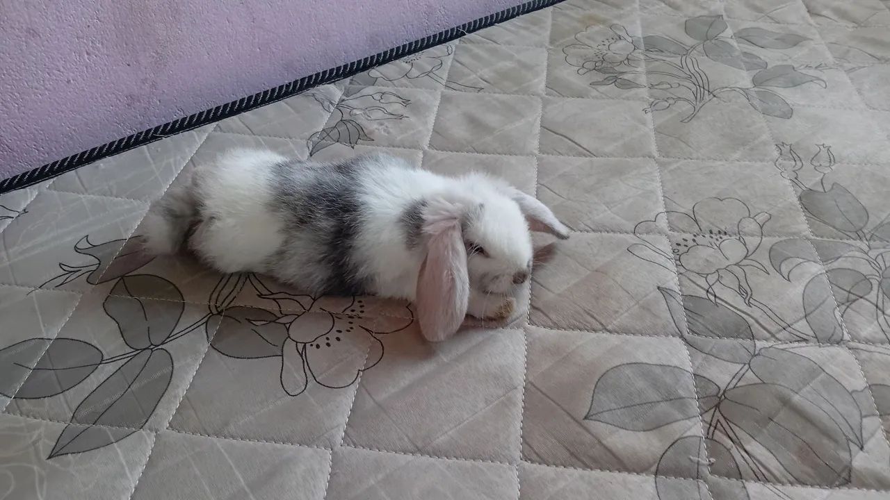 Coelho Mini Lion e Mini Lop   - Foto 3