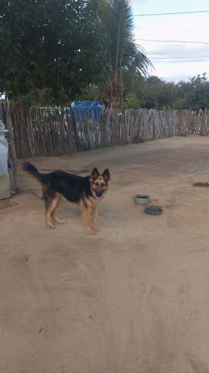 Cachorro macho pastor alemão 