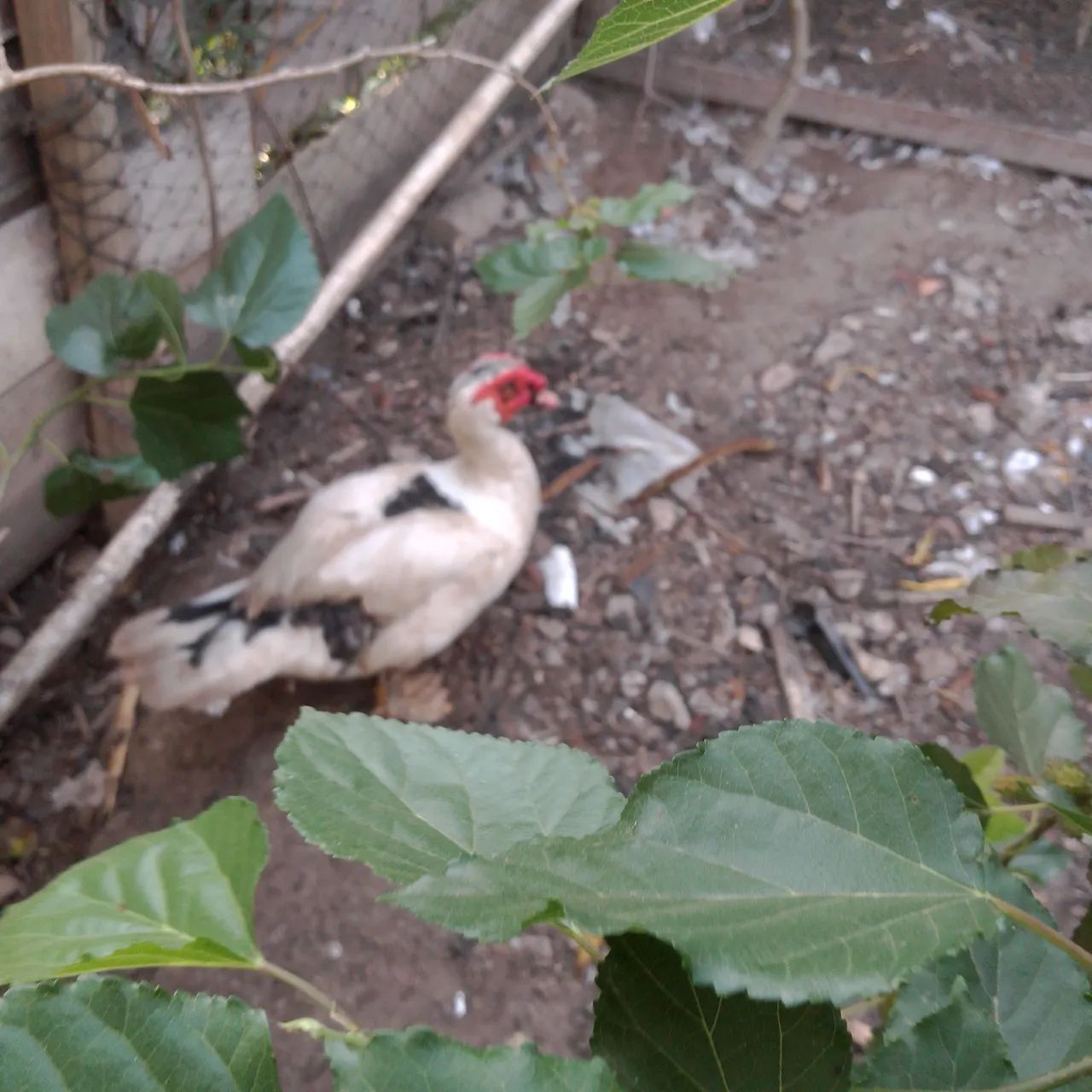 Patos - Foto 2