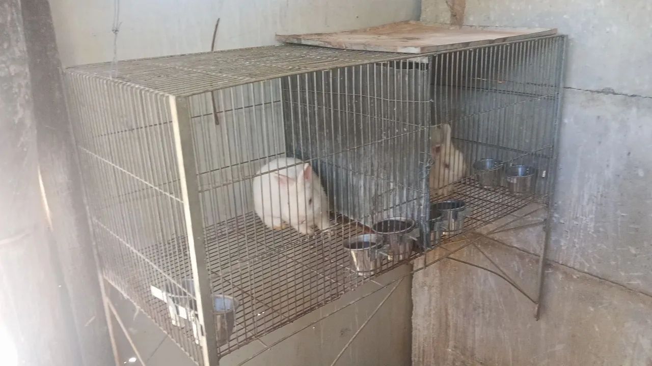Coelhos 