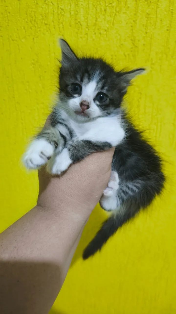 Doação Solidária! Gatinhos para adoção, duas fêmeas, com 2 meses de vida.  - Foto 4