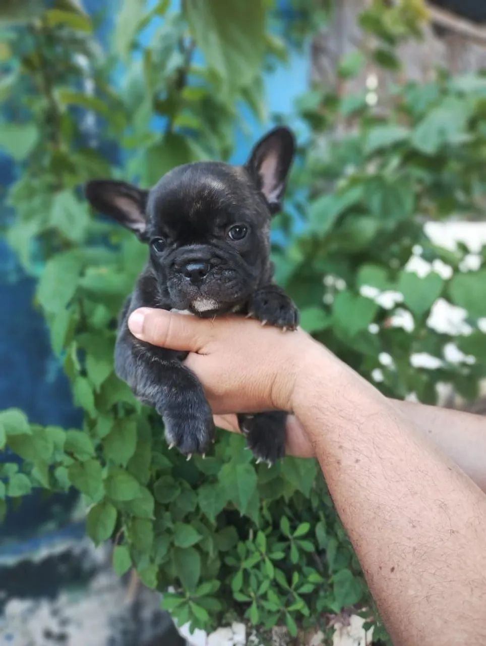 Bulldog francês Macho tigrado! - Foto 5
