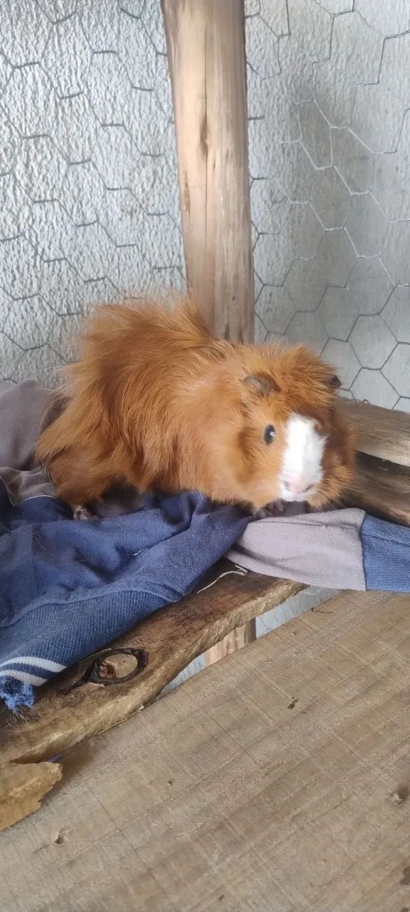 Porquinho da índia Abissínio - Foto 2